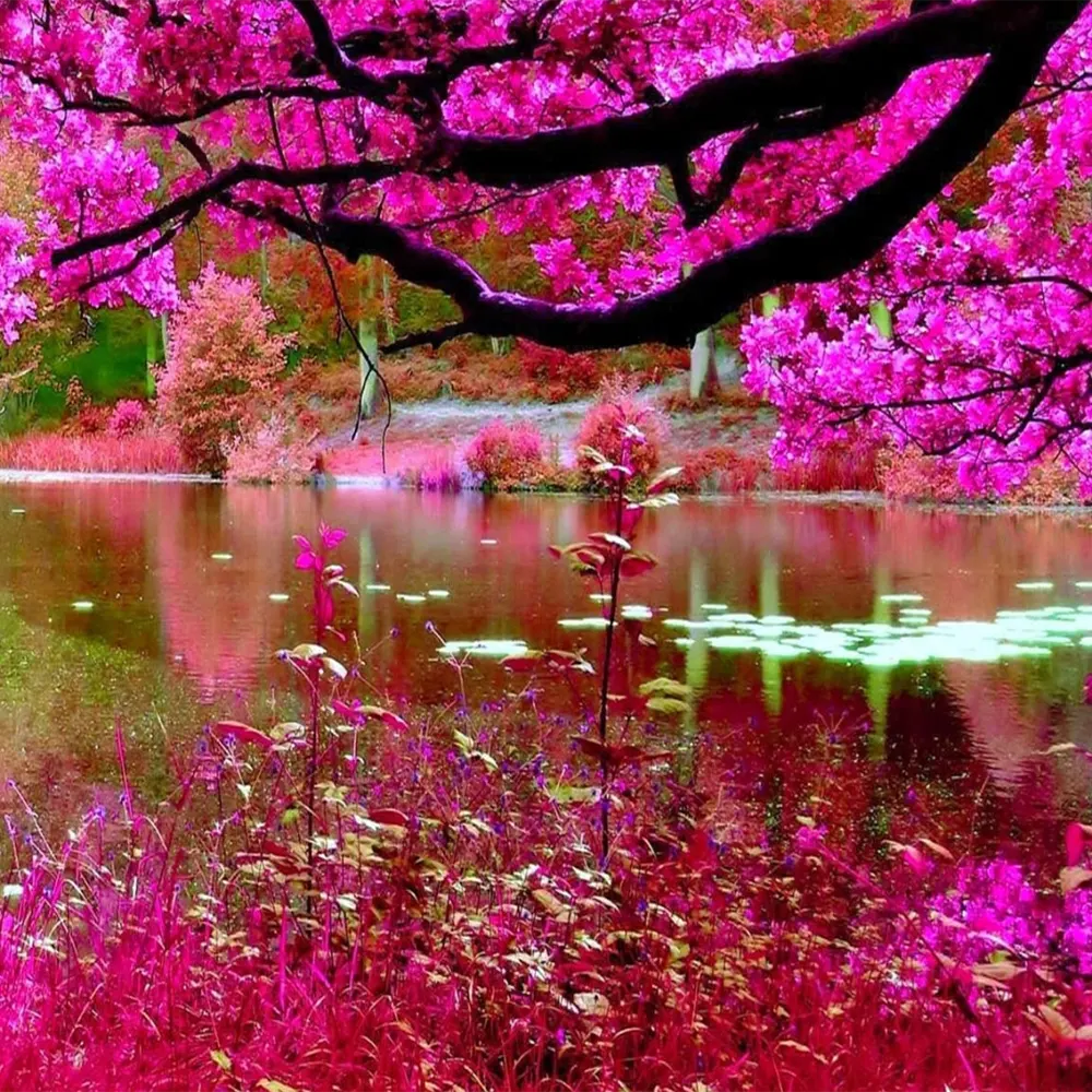 Nature Rose